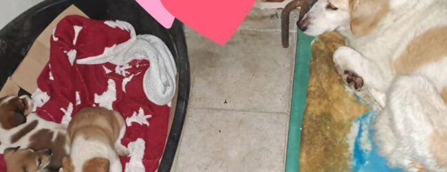 Salvati mamma e 3 cuccioli abbandonati in un rudere