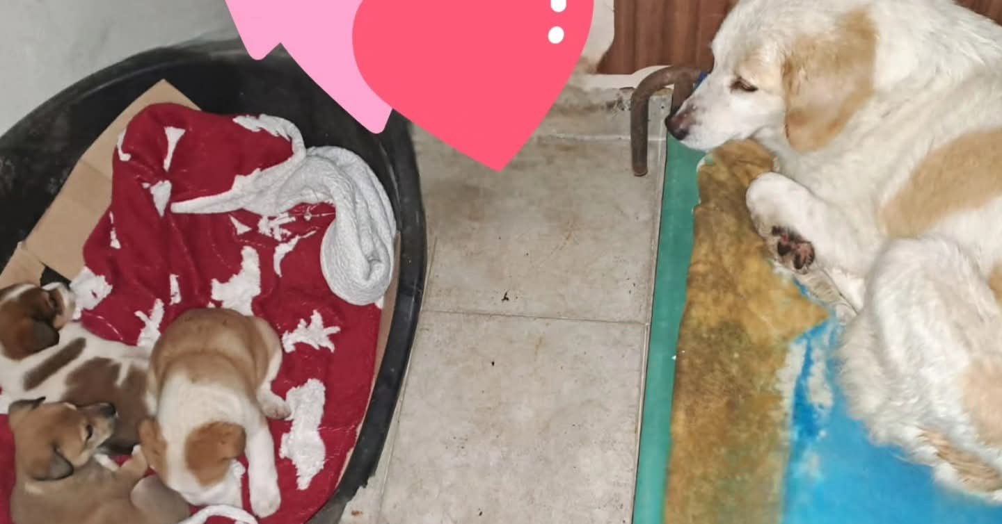 Salvati mamma e 3 cuccioli abbandonati in un rudere