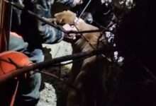 Cani caduti in una tana, salvati dai Vigili del Fuoco di Benevento