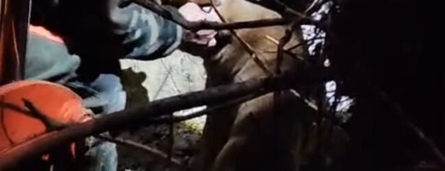 Cani caduti in una tana, salvati dai Vigili del Fuoco di Benevento