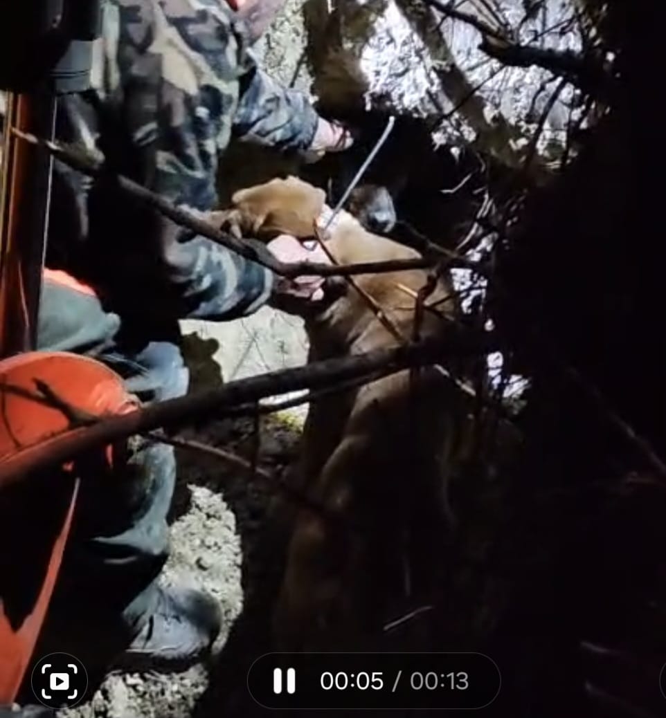 Cani caduti in una tana, salvati dai Vigili del Fuoco di Benevento