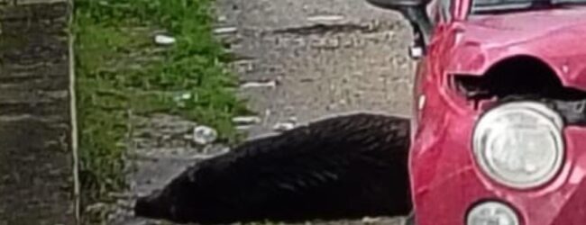 Incidente stradale a Pontecorvo: auto contro un cinghiale, conducente ferito lievemente