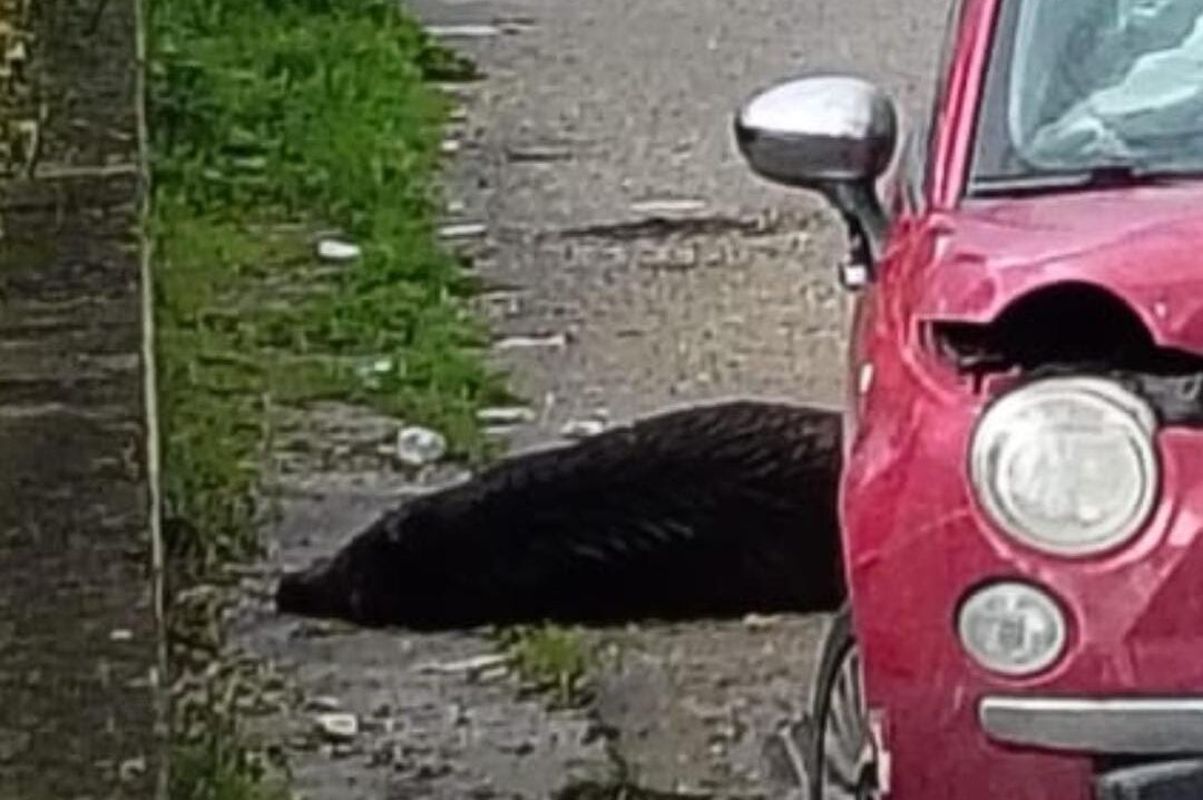 Incidente stradale a Pontecorvo: auto contro un cinghiale, conducente ferito lievemente