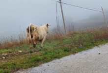 “Emergenza animali vaganti”: lunedì 9 Febbraio manifestazione pacifica davanti alla Prefettura di Avellino