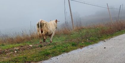“Emergenza animali vaganti”: lunedì 9 Febbraio manifestazione pacifica davanti alla Prefettura di Avellino