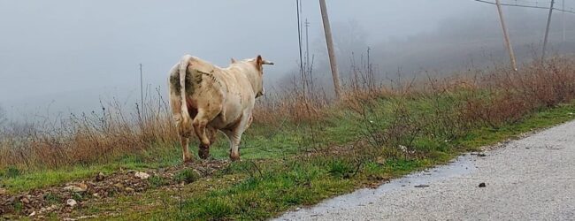 “Emergenza animali vaganti”: lunedì 9 Febbraio manifestazione pacifica davanti alla Prefettura di Avellino