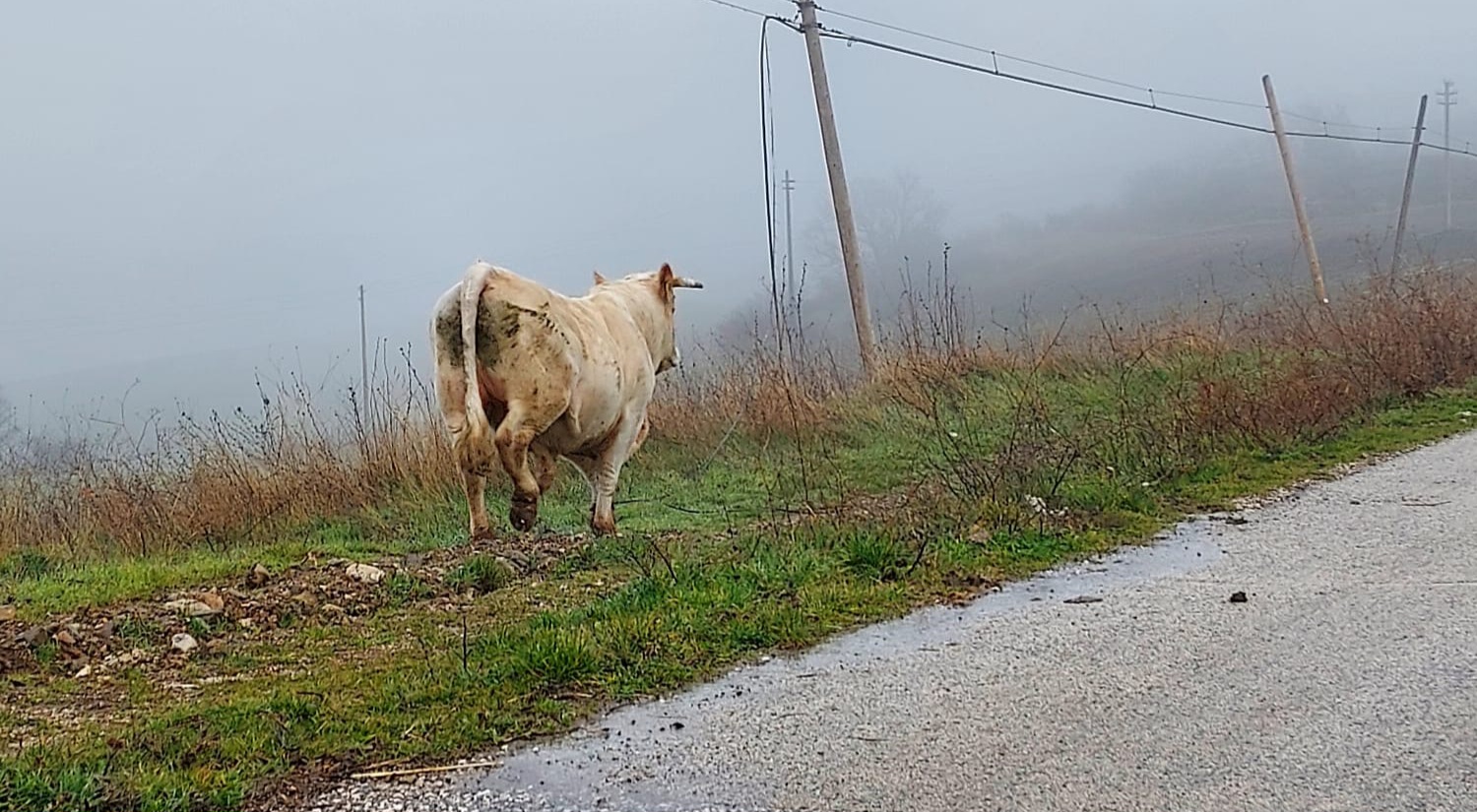 “Emergenza animali vaganti”: lunedì 9 Febbraio manifestazione pacifica davanti alla Prefettura di Avellino