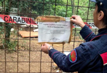 Avella, dieci cani maltrattati in strutture fatiscenti: denunciato il proprietario