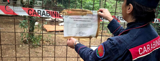 Avella, dieci cani maltrattati in strutture fatiscenti: denunciato il proprietario