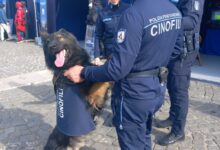 Tre cani poliziotto in pensione cercano casa