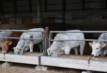 UE, Coldiretti: “fermato il meat sounding, no a bistecche e carne ‘finte’