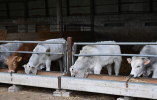 UE, Coldiretti: “fermato il meat sounding, no a bistecche e carne ‘finte’