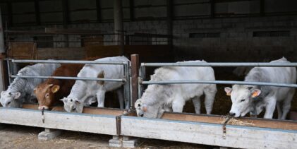 UE, Coldiretti: “fermato il meat sounding, no a bistecche e carne ‘finte’