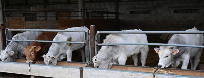 UE, Coldiretti: “fermato il meat sounding, no a bistecche e carne ‘finte’