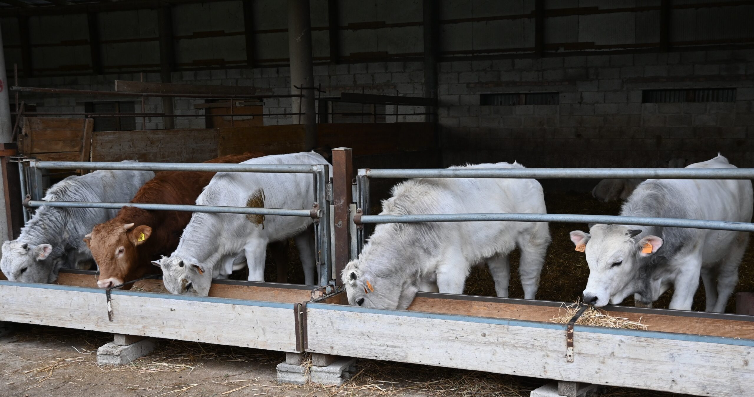 UE, Coldiretti: “fermato il meat sounding, no a bistecche e carne ‘finte’