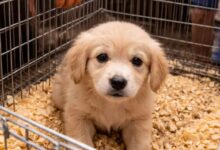 “No agli animali in vendita alla Fiera di San Giuseppe”: l’appello degli animalisti beneventani