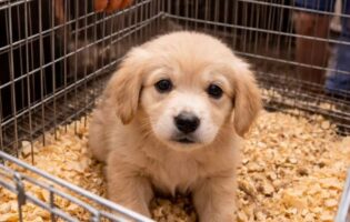 “No agli animali in vendita alla Fiera di San Giuseppe”: l’appello degli animalisti beneventani