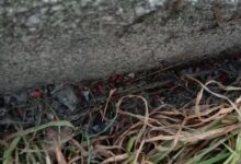 Benevento, sospetto avvelenamento di animali: intervento urgente delle autorità