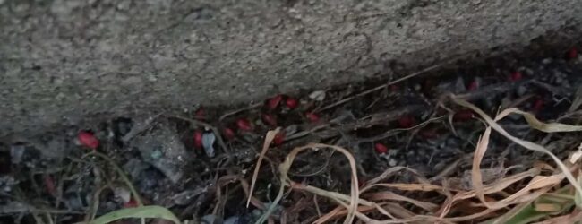 Benevento, sospetto avvelenamento di animali: intervento urgente delle autorità