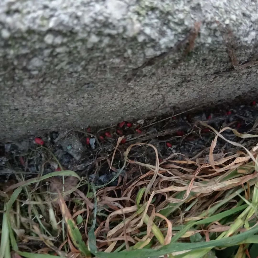 Benevento, sospetto avvelenamento di animali: intervento urgente delle autorità