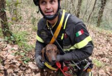Benevento, cagnolino salvato dai Vigili del Fuoco dopo una caduta di 15 metri in un dirupo