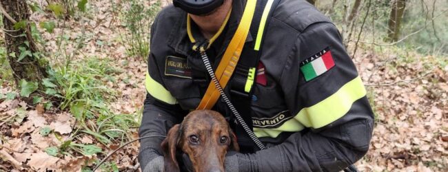 Benevento, cagnolino salvato dai Vigili del Fuoco dopo una caduta di 15 metri in un dirupo
