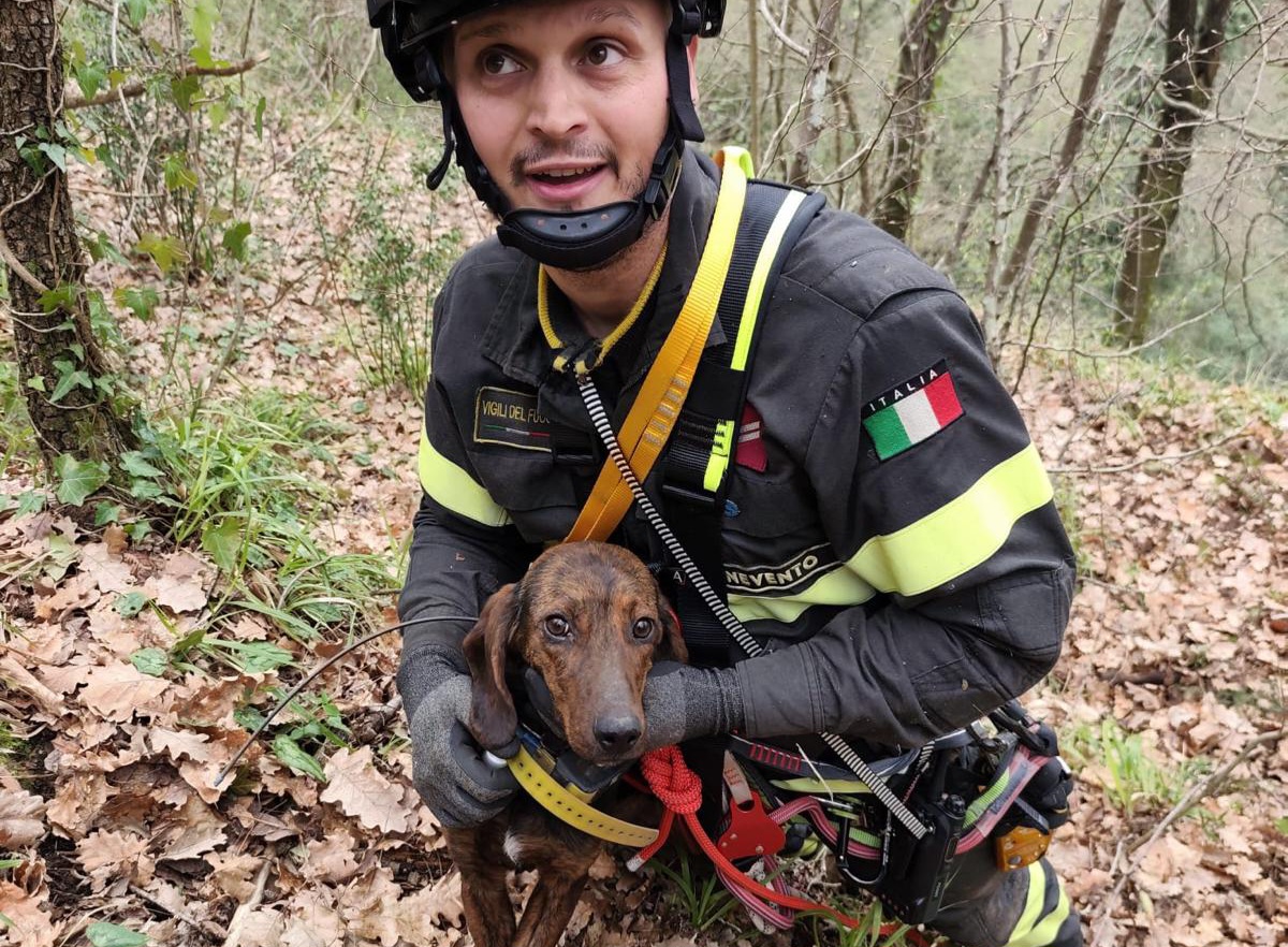 Benevento, cagnolino salvato dai Vigili del Fuoco dopo una caduta di 15 metri in un dirupo