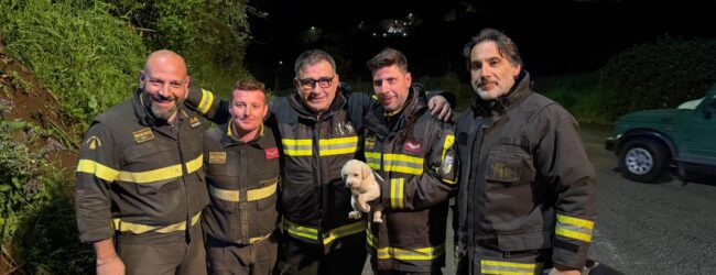 Cuccioli di cane salvati a San Nazzaro: i vigili del fuoco li recuperano dopo 2 ore di lavoro/FOTO