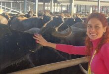 8 Marzo, l’agricoltura in Campania è donna