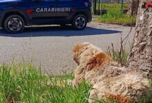 Montella, cane maltrattato: i Carabinieri denunciano il proprietario