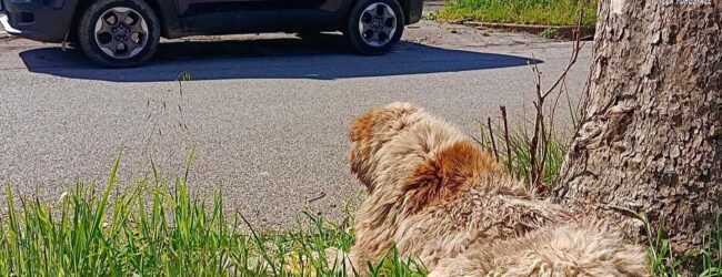 Montella, cane maltrattato: i Carabinieri denunciano il proprietario