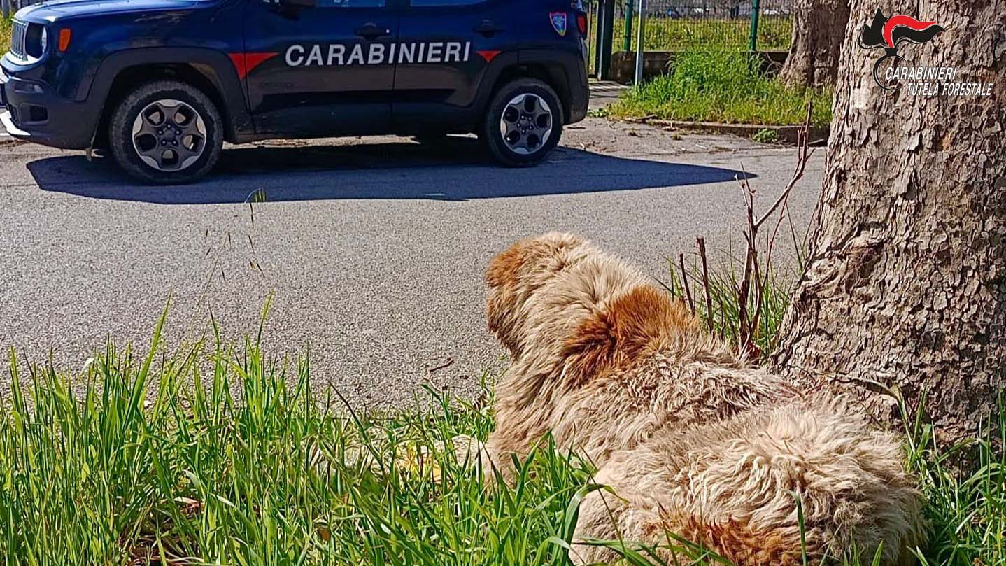 Montella, cane maltrattato: i Carabinieri denunciano il proprietario