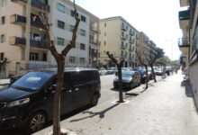 La LIPU contro la potatura primaverile in viale Mellusi: “Intervento dannoso per la fauna”