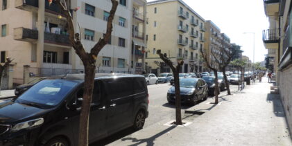 La LIPU contro la potatura primaverile in viale Mellusi: “Intervento dannoso per la fauna”