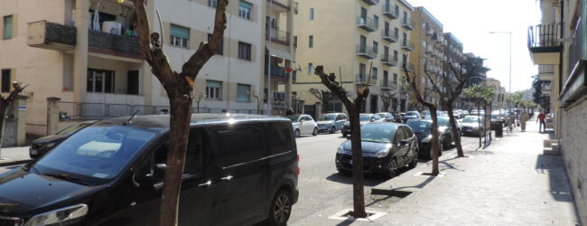La LIPU contro la potatura primaverile in viale Mellusi: “Intervento dannoso per la fauna”