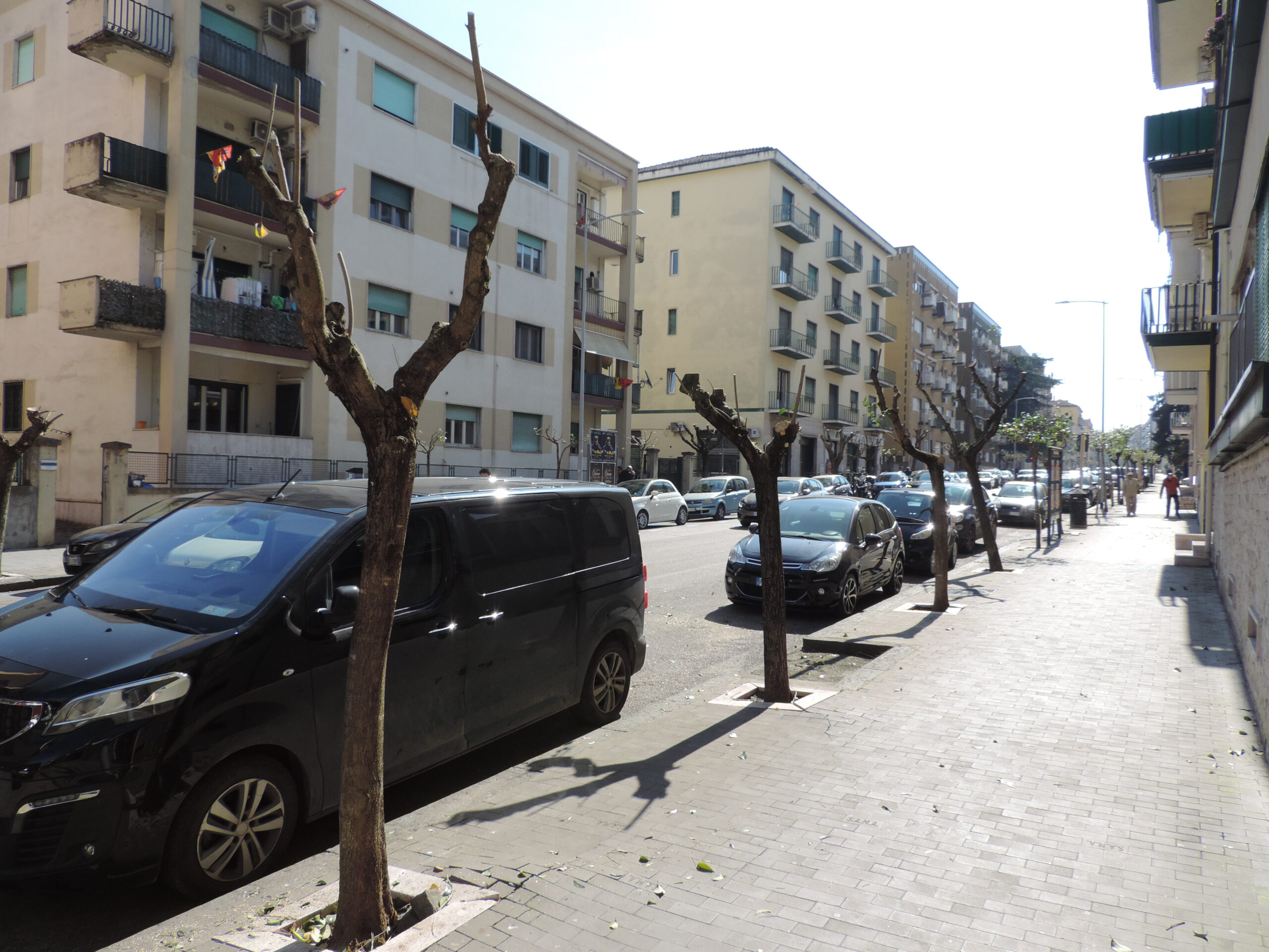 La LIPU contro la potatura primaverile in viale Mellusi: “Intervento dannoso per la fauna”