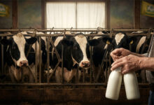 Coldiretti Campania lancia l’allarme sul latte bovino