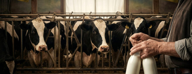 Coldiretti Campania lancia l’allarme sul latte bovino