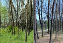 Parco De Mita, Europa Verde s’interroga su taglio alberi