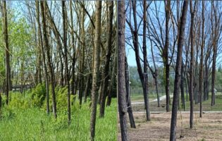 Parco De Mita, Europa Verde s’interroga su taglio alberi