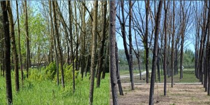 Parco De Mita, Europa Verde s’interroga su taglio alberi
