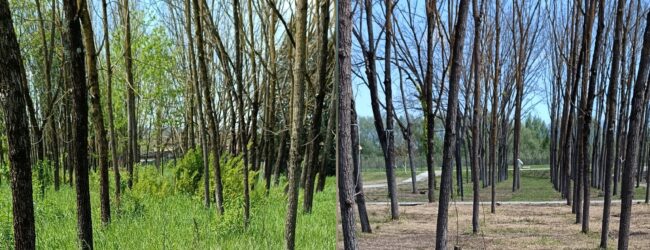 Parco De Mita, Europa Verde s’interroga su taglio alberi
