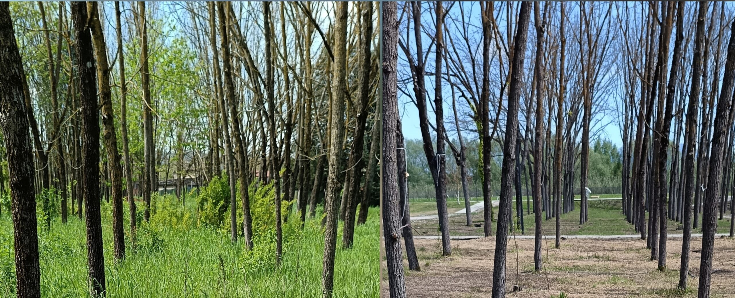 Parco De Mita, Europa Verde s’interroga su taglio alberi