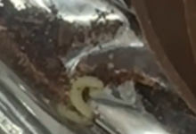 Uova di Pasqua con i vermi agli alunni in gita, sigilli ad uno stabilimento dolciario della Valle Caudina 