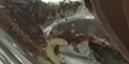 Uova di Pasqua con i vermi agli alunni in gita, sigilli ad uno stabilimento dolciario della Valle Caudina 