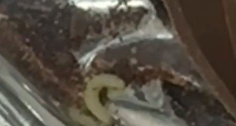 Uova di Pasqua con i vermi agli alunni in gita, sigilli ad uno stabilimento dolciario della Valle Caudina 