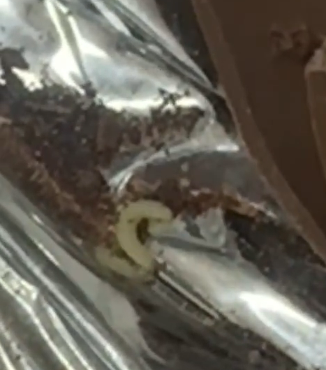 Uova di Pasqua con i vermi agli alunni in gita, sigilli ad uno stabilimento dolciario della Valle Caudina 