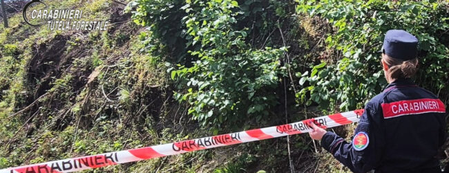 Monteforte Irpino, distrutto un bosco ceduo di circa 15000 metri quadrati: denunciato dai Carabinieri il responsabile