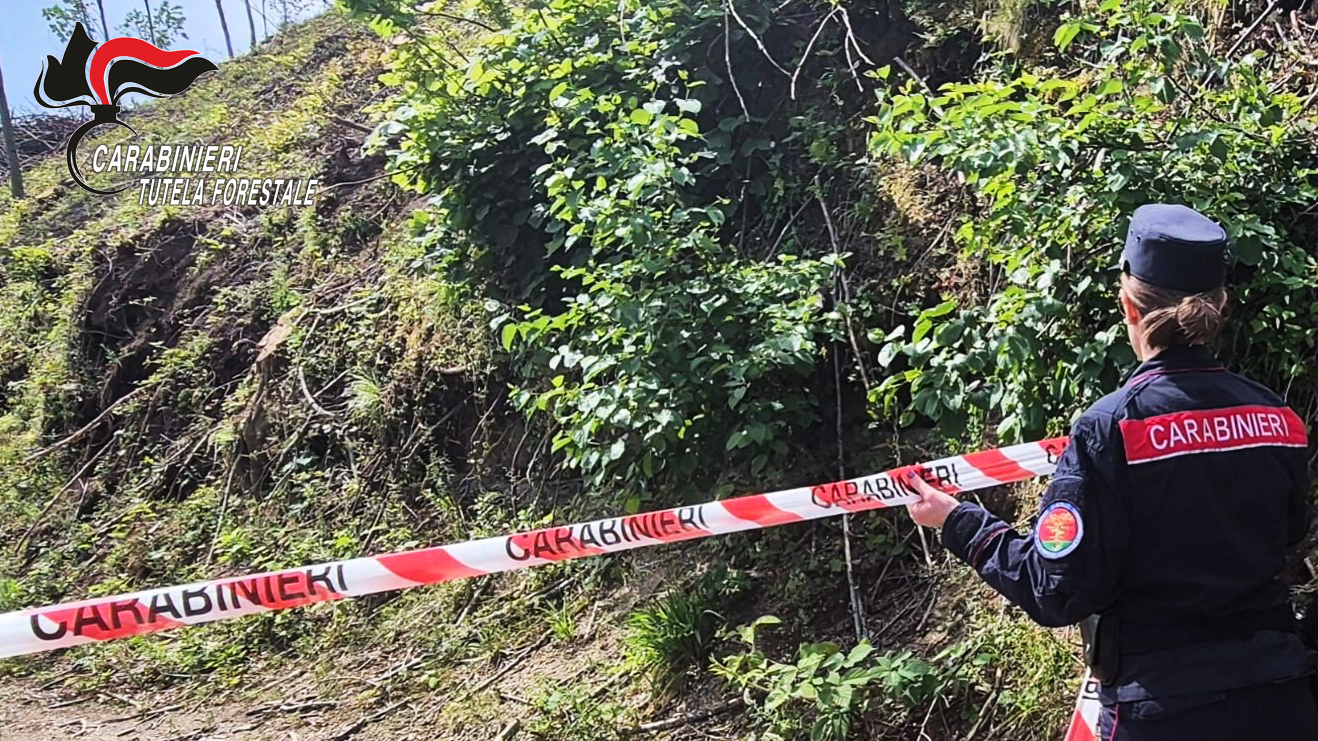 Monteforte Irpino, distrutto un bosco ceduo di circa 15000 metri quadrati: denunciato dai Carabinieri il responsabile