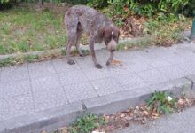 Cane da caccia si aggira da giorni tra San Giorgio del Sannio e Calvi: i cittadini chiedono l’intervento delle autorità